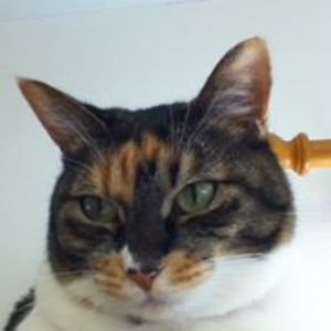 torami_utsumi avatar