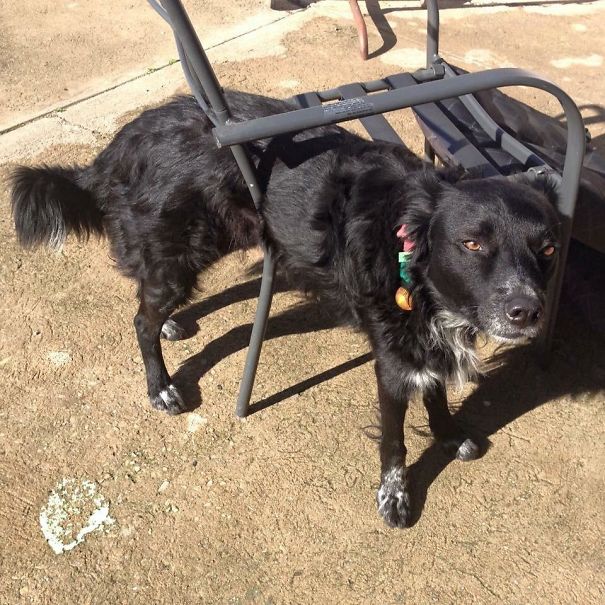 I Heard The Sound Of A Chair Scraping Across Cement So I Went Outside To Investigate. This Is What I Found