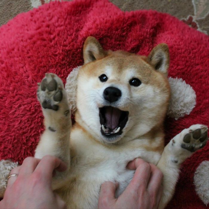 Tickling A Shiba Inu