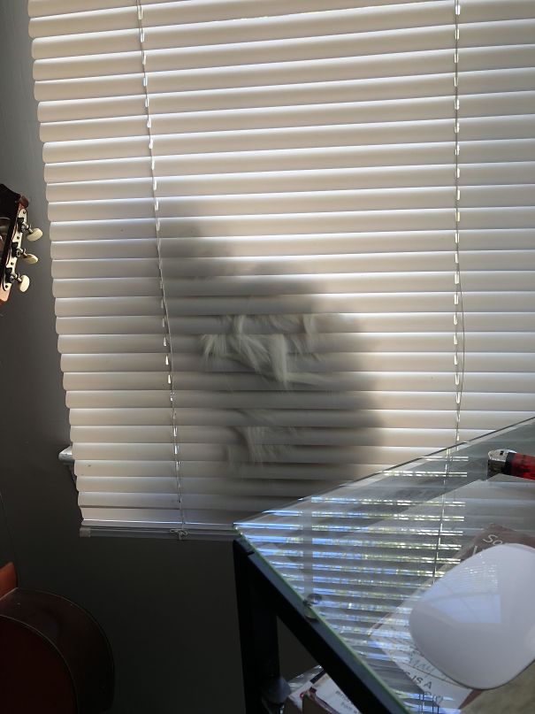 My White Cat Attempting To Hide So I Can’t Clip His Nails