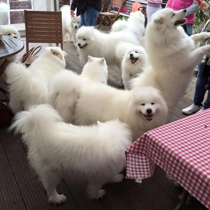 Samoyed Con