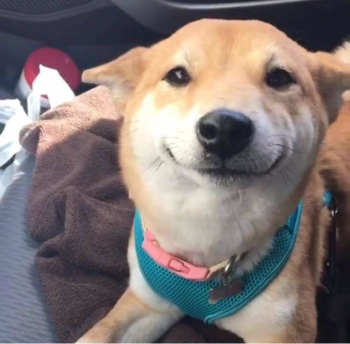 My Smiling Shiba