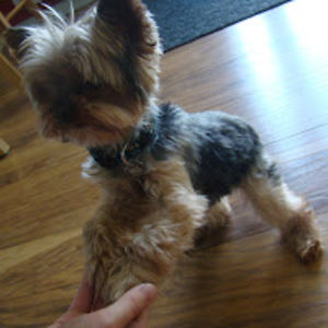 spookyostriches avatar