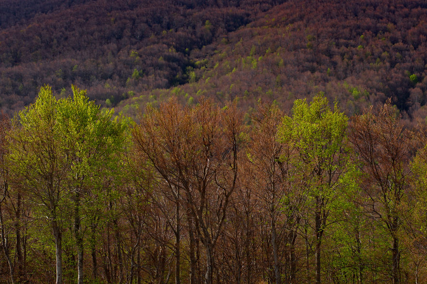 I Shot The Tree Beings I Shot The Tree Beings