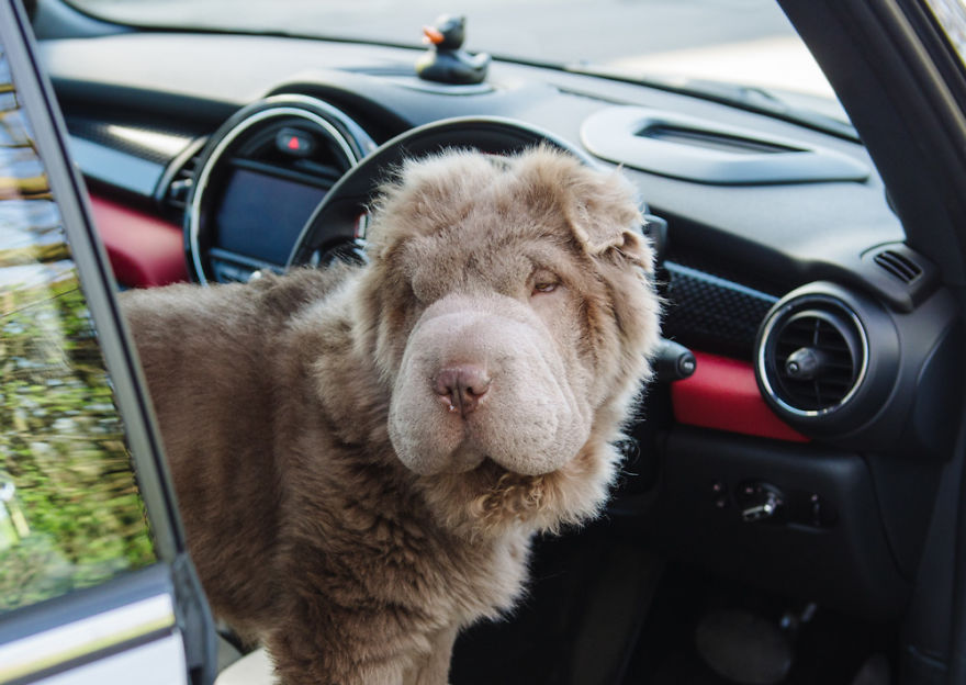 Londoner Bear Cub Looking For Adventures Londoner Bear Cub Looking For Adventures