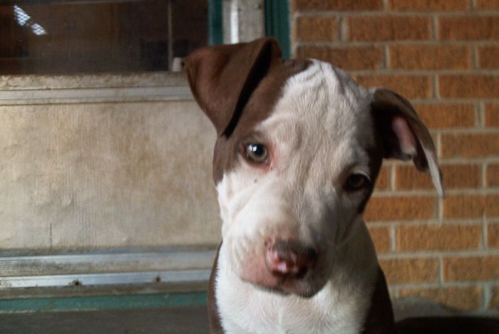 Baby Molly. She Went To The Rainbow Bridge Today At 14.😢