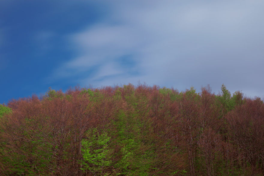 I Shot The Tree Beings I Shot The Tree Beings