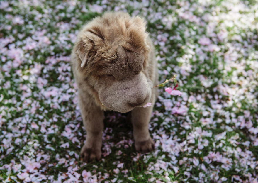 Londoner Bear Cub Looking For Adventures Londoner Bear Cub Looking For Adventures