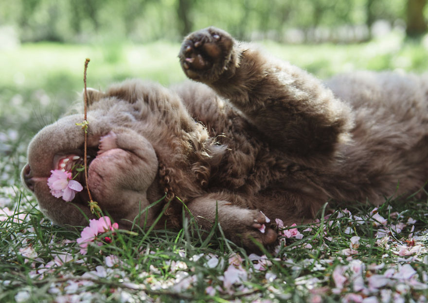 Londoner Bear Cub Looking For Adventures Londoner Bear Cub Looking For Adventures