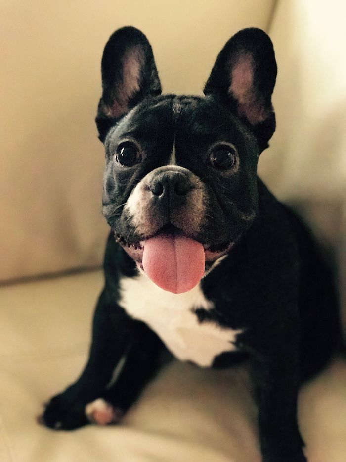 Meet Auggie. The Sweetest Puppy You Will Ever Meet. This Was Taken When He Was About 1 Yr/o.