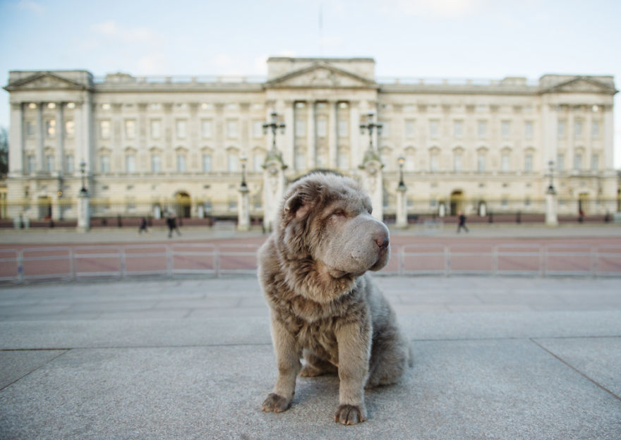 Londoner Bear Cub Looking For Adventures Londoner Bear Cub Looking For Adventures