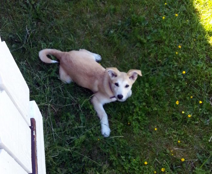 This Was Taken 3 Years Ago. I Forgot She Had Flopears Back Then.