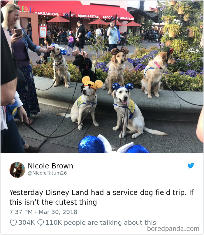 The Pups And Their Important Job