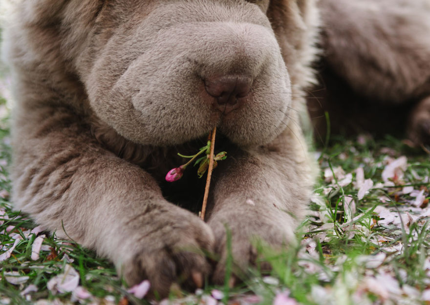 Londoner Bear Cub Looking For Adventures Londoner Bear Cub Looking For Adventures
