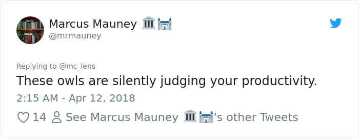 The Internet Can't Stop Laughing At These Owls Who Were Born Outside Of Office Window And Now Do This The Internet Can't Stop Laughing At These Owls Who Were Born Outside Of Office Window And Now Do This