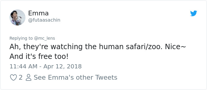 The Internet Can't Stop Laughing At These Owls Who Were Born Outside Of Office Window And Now Do This The Internet Can't Stop Laughing At These Owls Who Were Born Outside Of Office Window And Now Do This