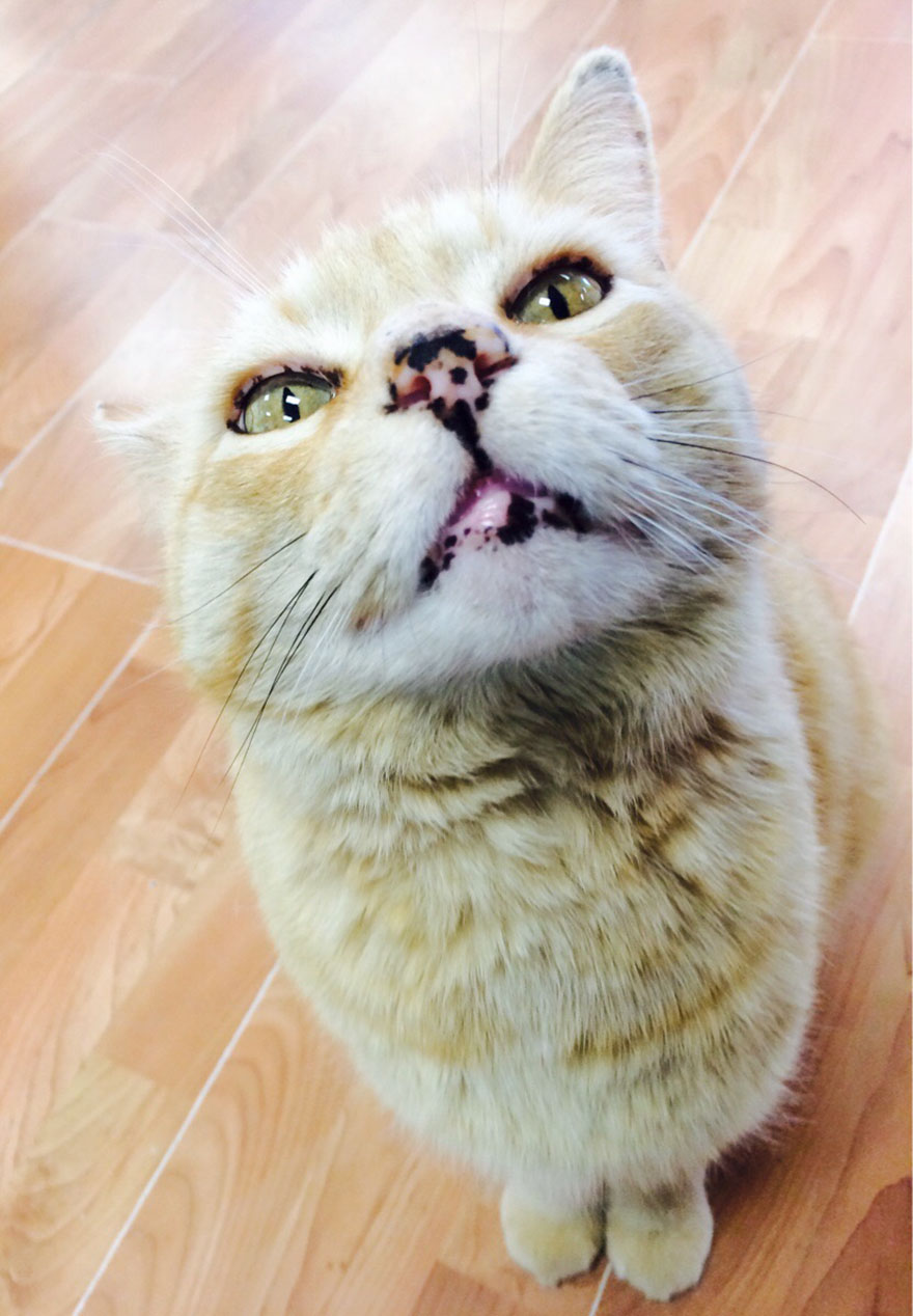 Cat-Noses-Macro-Photography