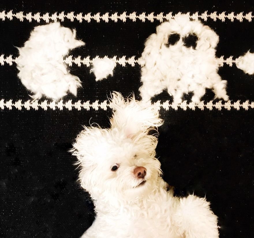 Our Dog Leo Loves Grooming And We Love Making Art From His Hair Our Dog Leo Loves Grooming And We Love Making Art From His Hair