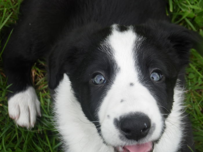 This Is Our Beautiful Little Shilo Just After We Got Him Home After Adopting Him Nearly 4 Years Ago.