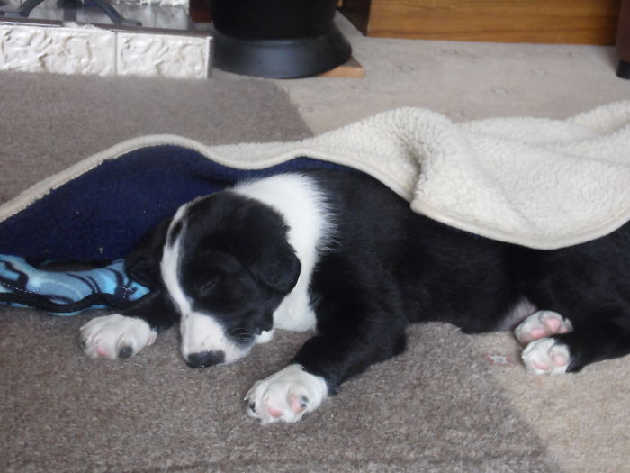 And Shilo Again Taken An Hour After The First Photo Above Tired Out From Running Around The Garden. Almost 4 Years Later He's Still The Same, Either Running Around Playing Or Asleep. There Is No In Between.i Love Him So Much.☺♥
