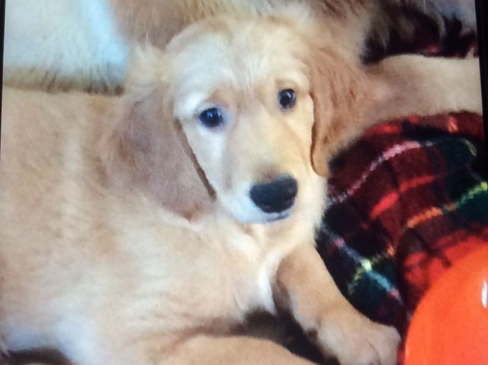 This Is Little Tucker A Week After We Adopted Him. He Is Now 2 Years Old