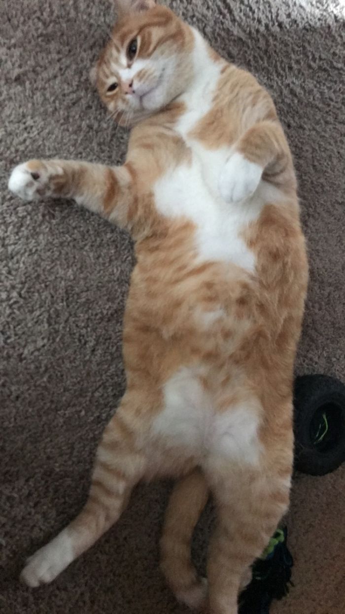 Scooter>booter Bug>boot Scoot N’ Boogy>bootis>booticus>mootis>moot Moot