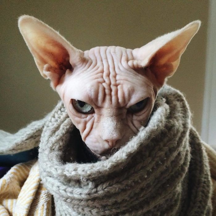 Grumpy-Cat-Loki-The-Sphynx