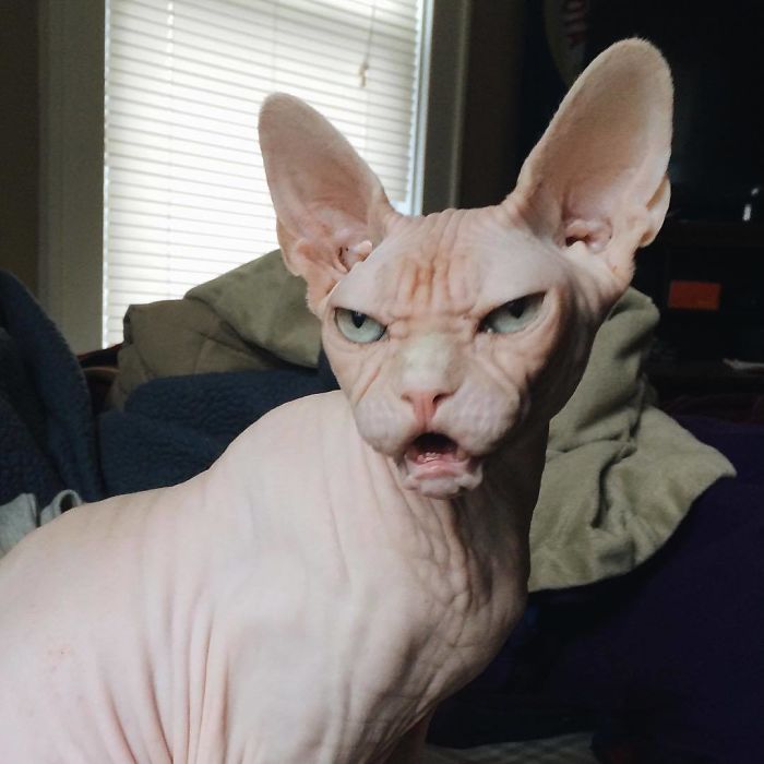 Grumpy-Cat-Loki-The-Sphynx