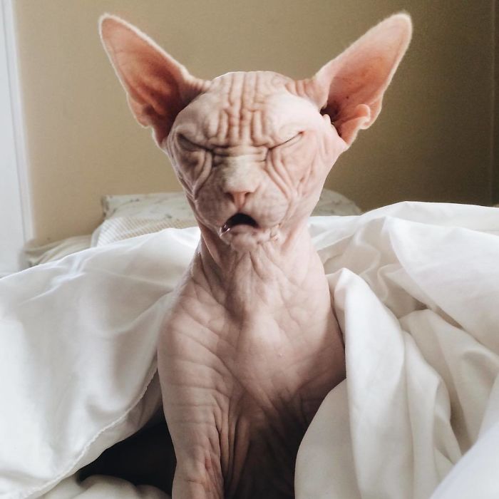 Grumpy-Cat-Loki-The-Sphynx