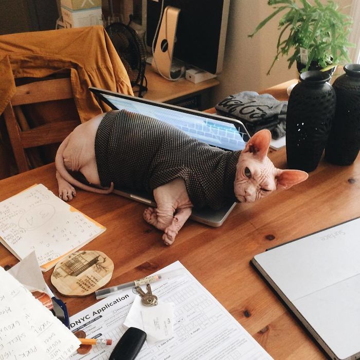 Grumpy-Cat-Loki-The-Sphynx