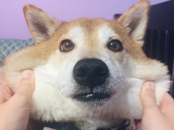 When Your Dog Is A Fox But Also A Pancake