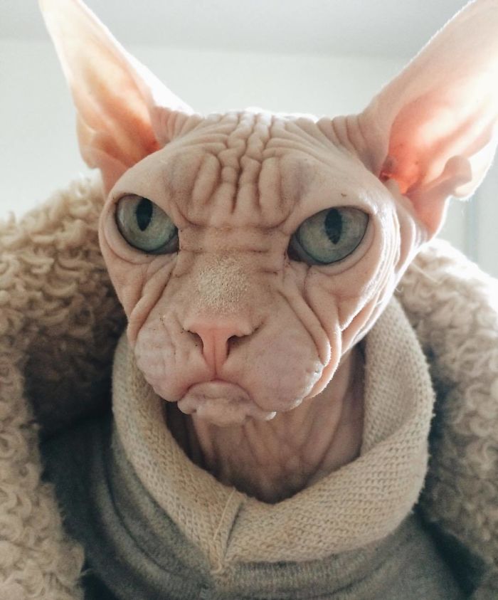Grumpy-Cat-Loki-The-Sphynx