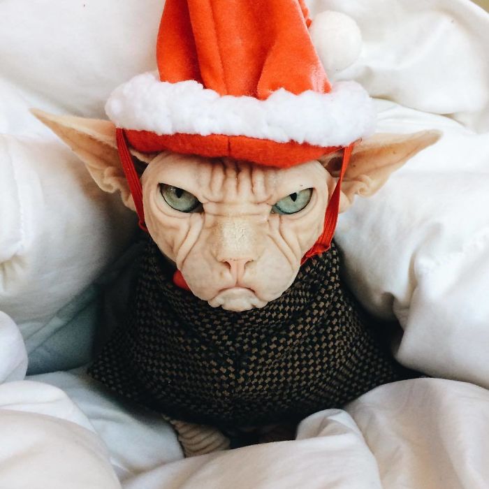 Grumpy-Cat-Loki-The-Sphynx