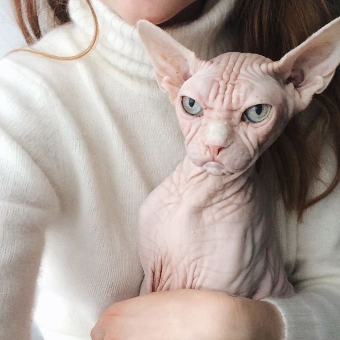 Grumpy-Cat-Loki-The-Sphynx