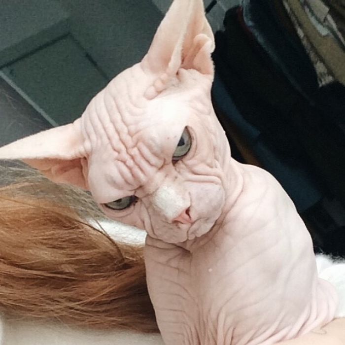 Grumpy-Cat-Loki-The-Sphynx