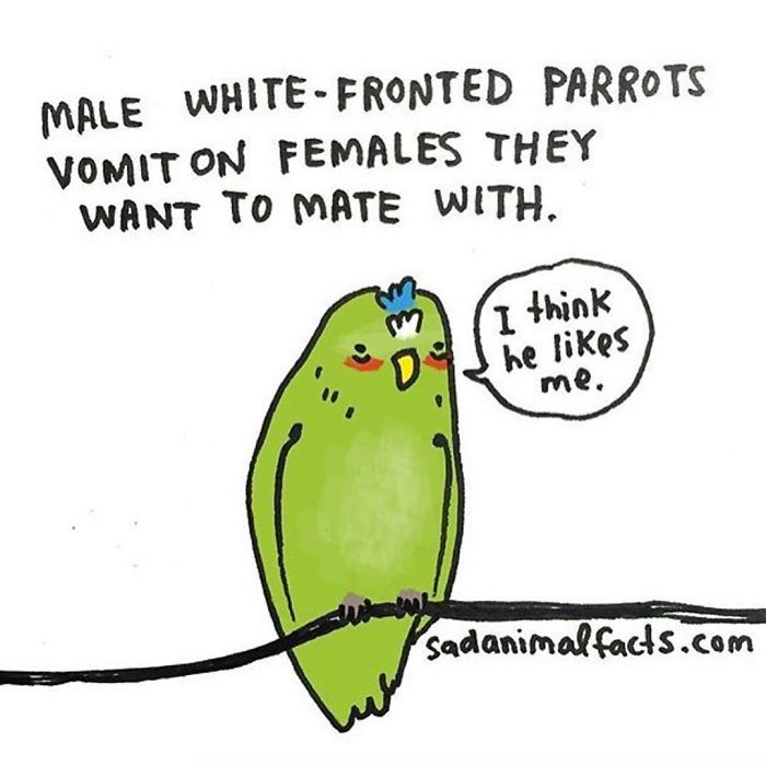 Green white-fronted parrot on a branch with text about sad animal facts related to mating behavior.