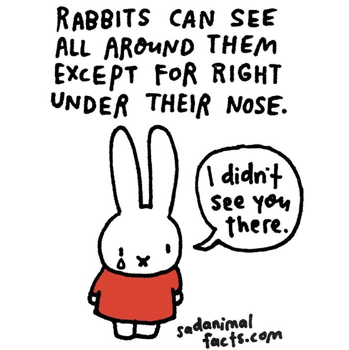 Sad animal facts illustration showing a crying rabbit in a red shirt with a fact about rabbit vision limitations.