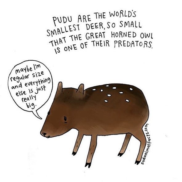 Illustration of a pudu with sad animal facts about its small size and vulnerability to predators.