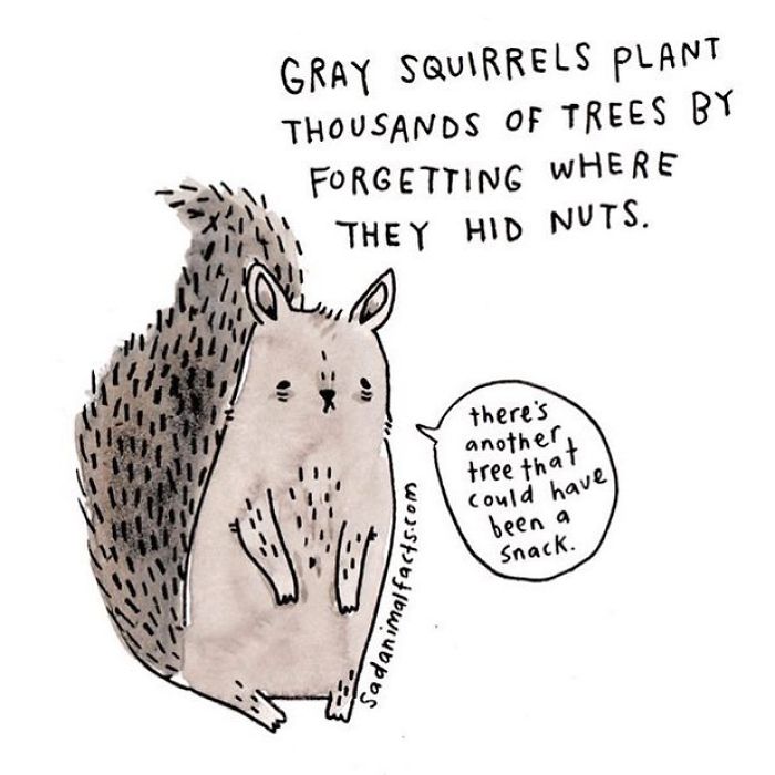 Illustration of a sad gray squirrel with a fact about animals planting trees by forgetting nuts, highlighting sad animal facts.