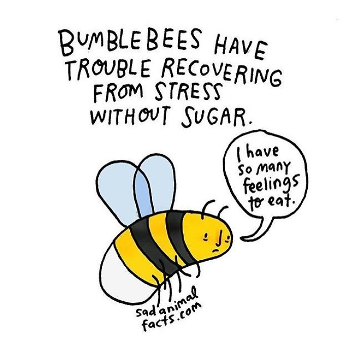 Illustration of a sad bumblebee sharing a sad animal fact about stress recovery and sugar.