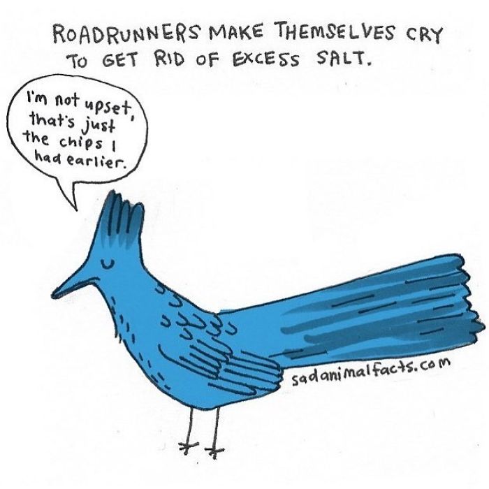 Blue cartoon roadrunner crying to get rid of excess salt, illustrating a sad animal fact about animal behavior.