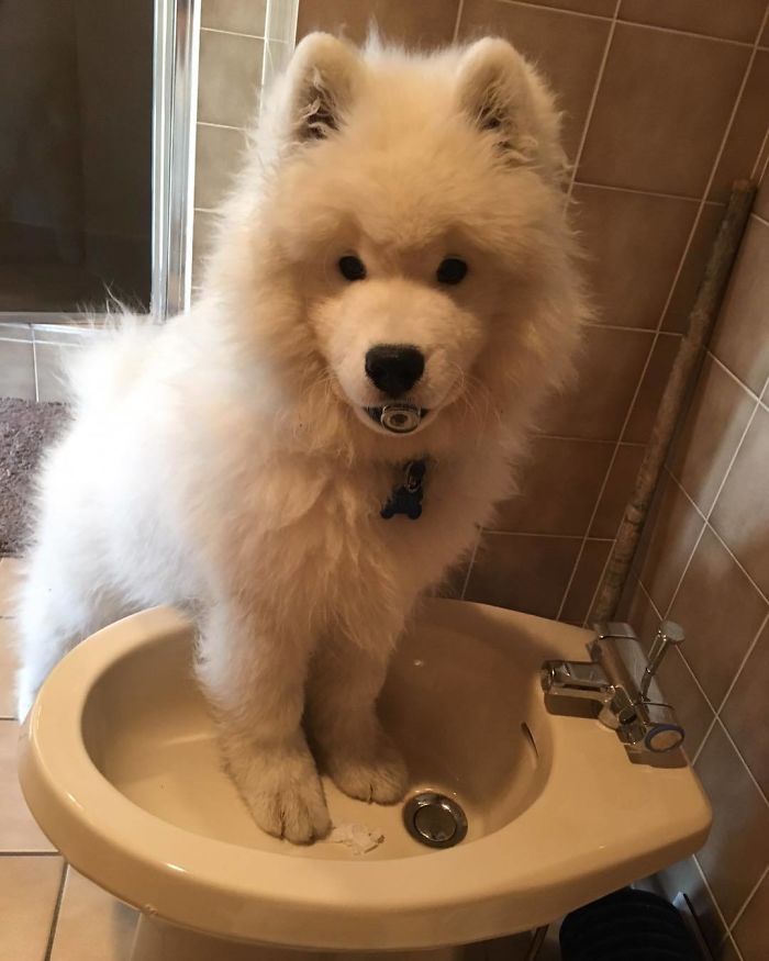 What Is This Weird Toilet Bowl. Do You Need This Piece?