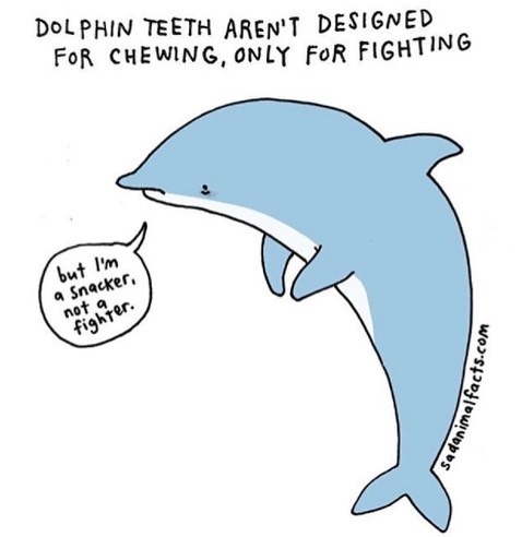 Cartoon dolphin explaining dolphin teeth are for fighting, not chewing, highlighting sad animal facts about dolphin behavior.