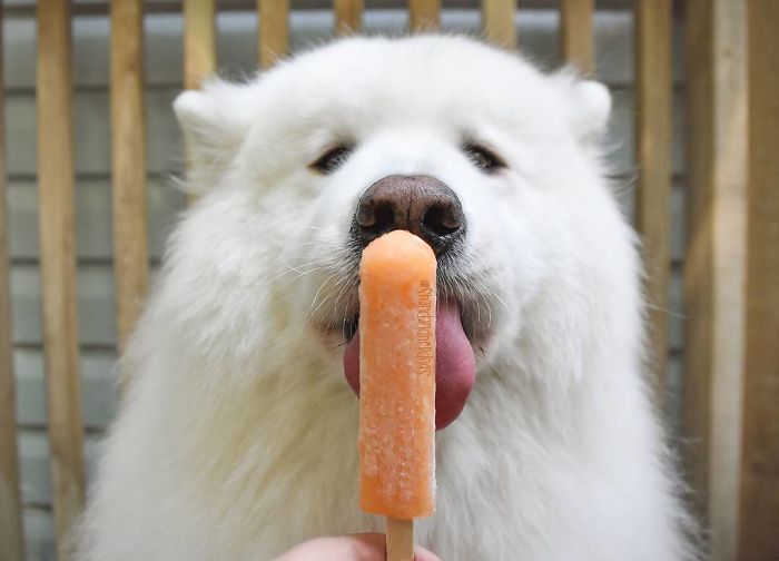 Pupsicle