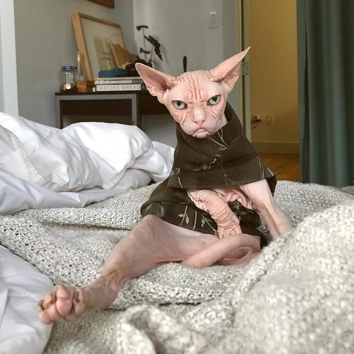 Grumpy-Cat-Loki-The-Sphynx