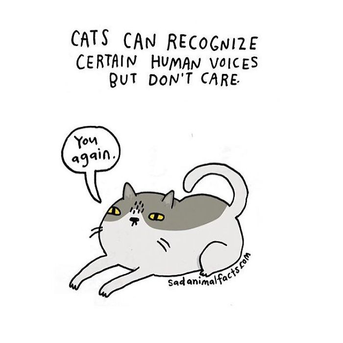 Illustration showing a cat ignoring a human voice with text about sad animal facts and cat behavior.
