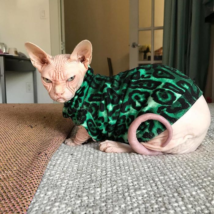 Grumpy-Cat-Loki-The-Sphynx