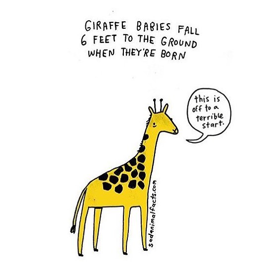 Illustration showing a giraffe with text about sad animal facts on giraffe babies falling six feet at birth.