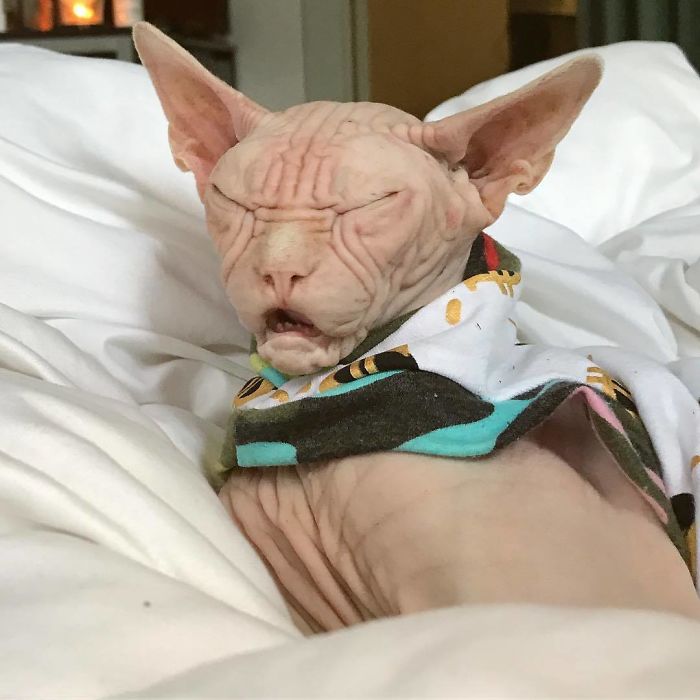 Grumpy-Cat-Loki-The-Sphynx