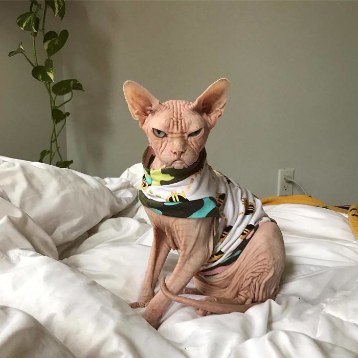 Grumpy-Cat-Loki-The-Sphynx